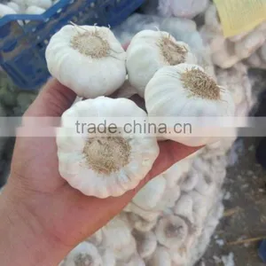 Supplier Garlic White Garlic thumbnail-1