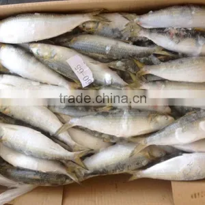 Frozen Seafood Frozen Sardine thumbnail-4