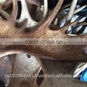 Dry Elk Antlers thumbnail-4