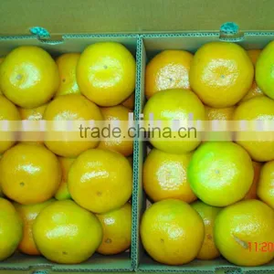 Mandarin Orange thumbnail-1
