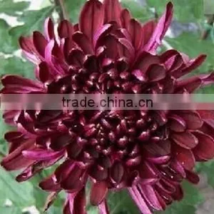 24 Kinds Hot Sale Chrysanthemum Seeds For Growing thumbnail-1