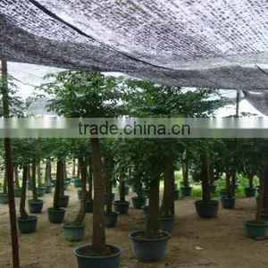 Heteropanax Fragrans (Roxb.) Seem of Indoor Outdoor Ornamental Bonsai Plants thumbnail-4