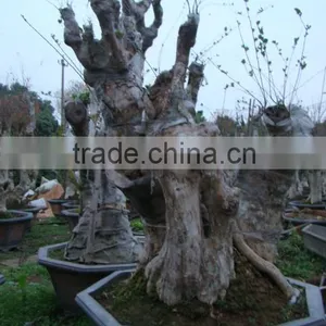 Lagerstroemia Indica L. Bonsai thumbnail-5