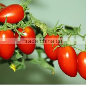 Water-soluble NPK Fertilizer thumbnail-3