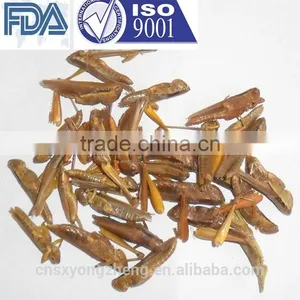 Freeze Dried Locusts For Pet Birds Food Manufacturer thumbnail-1