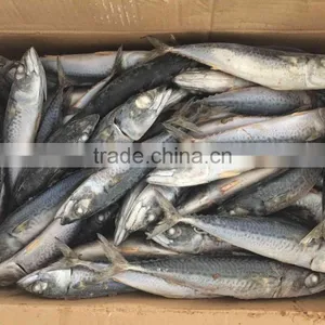 New Arriving Frozen Pacific Mackerel Ice Fish thumbnail-2