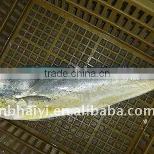 MAHI MAHI thumbnail-1