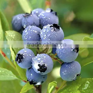 Buy Bilberry Frozen thumbnail-1