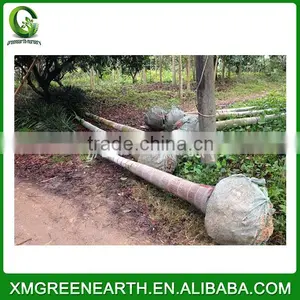 Wodyetia Bifurcata - Foxtail Palm (7) thumbnail-3