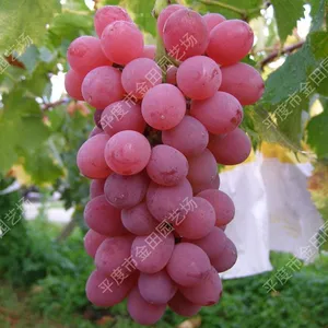 Red Sweet Chinese Red Rose Grape Seedling Grape Vines thumbnail-1