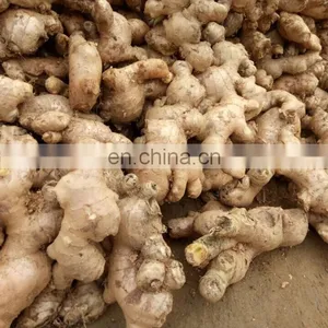 Fresh Ginger From Vietnam thumbnail-1