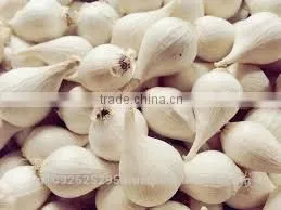 FRESH SINGLE CLOVE GARLIC thumbnail-5