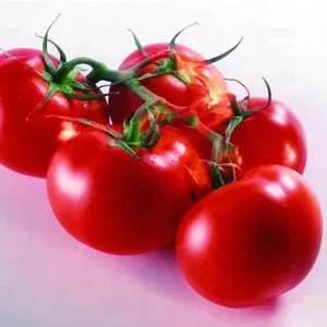 Small Scale Tomato Paste Processing Plant thumbnail-1
