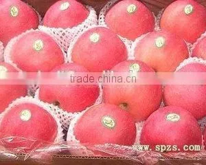 Fresh Shandong Fuji Apple With Lowest Price thumbnail-2