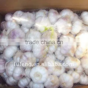 Fresh Whie Garlic thumbnail-1