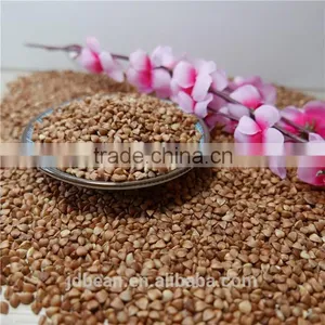 High Quality Hot Sale Black Bitter Buckwheat for Tea (Fagopyrum Esculentum) thumbnail-5