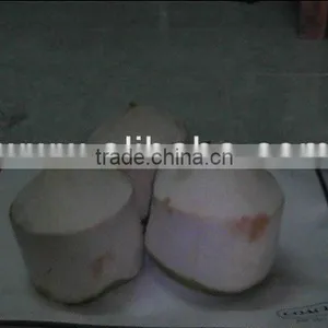Young Coconut thumbnail-1