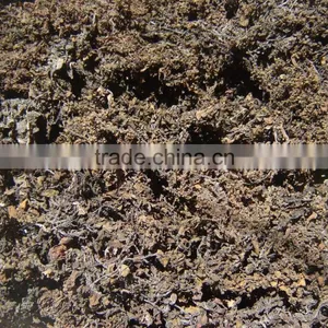 Sargassum Seaweed Powder Used for Organic Fertilizer thumbnail-3