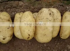 New Crop Prices Potato With High Quality thumbnail-1