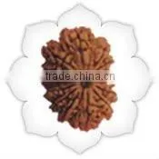 Fifteen Mukhi Rudraksha thumbnail-1