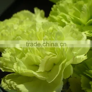 2016 Hot Sale Carnation Cut Flowers Price Without Middleman Green Mini Carnation Flowers thumbnail-5