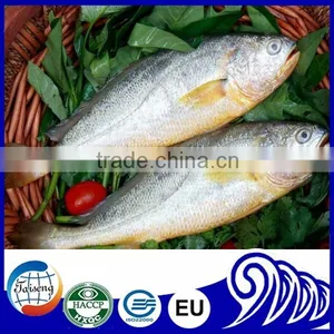 Frozen Yellow Croaker Fish on Sale thumbnail-1