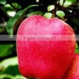 Red Delicious Apple thumbnail-1