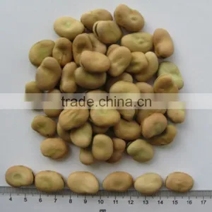 Hot Sale Broad Beans/horse Bean/fava Bean thumbnail-6
