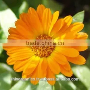 Calamus Oil thumbnail-1