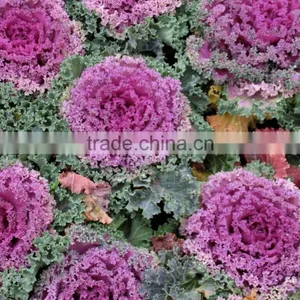 Cold Resistant Pink and Green Lolor Kale Seeds thumbnail-3