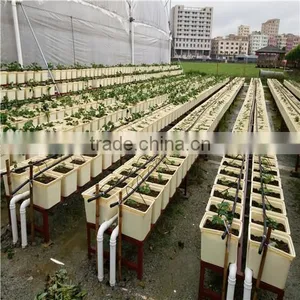Hot Selling Bato Dutch Buckets for Tomatoes thumbnail-6