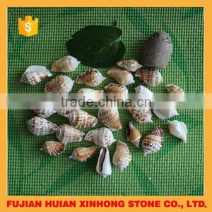 Natural Decotative Semicassis Inornata Seashell for Sale thumbnail-1