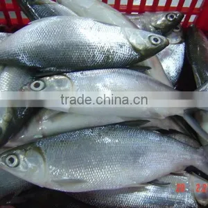 Milk Fish thumbnail-1