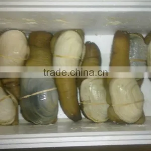 Live Geoduck (canadian) thumbnail-5
