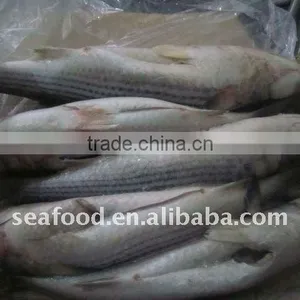 Gutted Grey Mullet/mugil Cephalus thumbnail-1