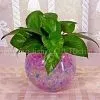 Water Gel for Your Plants thumbnail-1