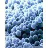 Enzyme Preparation-Refined Neutral Protease thumbnail-1
