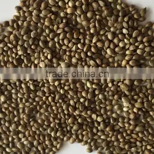 2014 Crop Organic Hemp Seeds thumbnail-2
