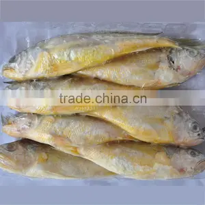 Frozen Yellow Croaker Delicious Seafood thumbnail-2