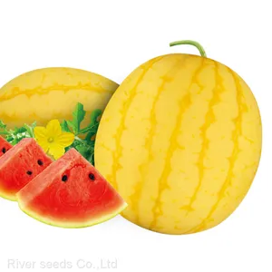 20pcs Watermelon Seeds f1 Hybrid Round Yellow Watermelon Seed for Planting thumbnail-1