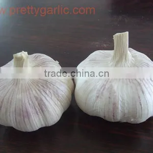 Snow White Garlic Crop 2011 thumbnail-1
