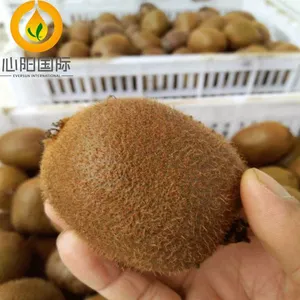 Fresh Kiwi Fruit 9kg/CTN or 9kg/Plastic Box for Sale thumbnail-1