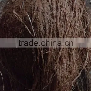 Fresh Coconut Best Price thumbnail-1
