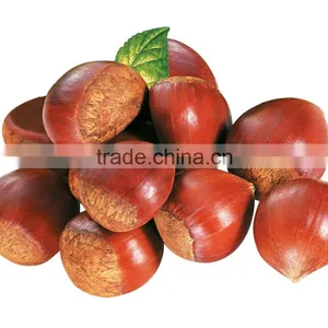 2016 Chinese Organic Fresh Raw Sweet Chestnuts for Sale thumbnail-2