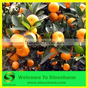 Fresh Mandarin Orange thumbnail-1