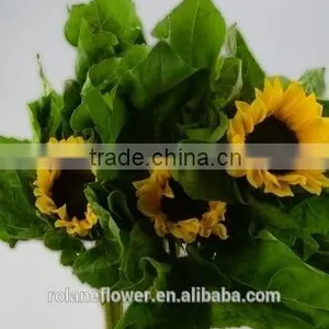 Good Smell Peonies Cut Flowers Chinese Sunflower From Kunming thumbnail-4