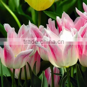 2016 A Quality Tulip Type Flower Bulbs Peonies Cut Flowers From China thumbnail-1