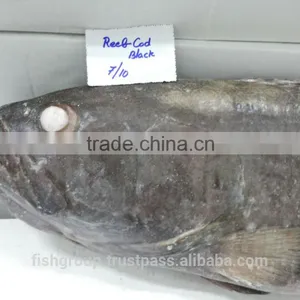 Grouper Whole Round thumbnail-5