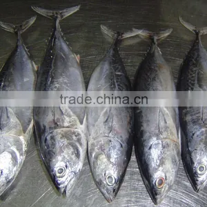 The Ship Frozen Bonito Fish thumbnail-3