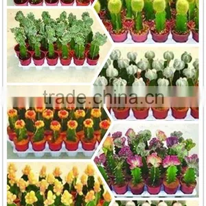 Rebutia Minuscula 8.5cm Mini Cactus Succulent Ornamental Indoor Plants Nursery Echinocactus Grusonii Cereus Cacti Bonsai thumbnail-2